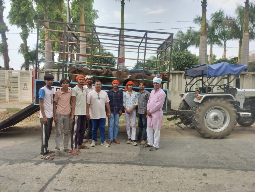 चार दिन-एक संकल्प, जिला कलेक्टर के नवाचार से 114 गोवंश पहुंचे सुरक्षित आशियाने