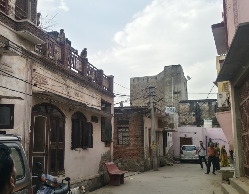 शहर की विभिन्न कालोनियों में वानर सेना का आतंक, परेशान हो रहे है लोग