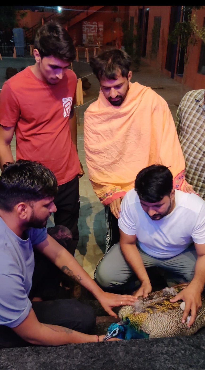माजरी धाम महंत ने घायल मोर का उपचार करवाया