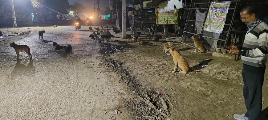 कस्बे मे आवारा कुत्तों के आतंक से लोग परेशान