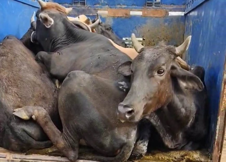 पुलिस ने पिकअप का पीछा कर आठ गोवंशों को कराया मुक्त:10 लीटर अवैध हथकढ शराब बरामद,गौतस्कर फरार