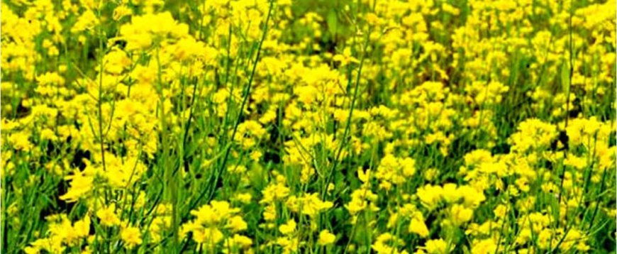 नकली उर्वरक बेचने वालों की खैर नहीं, 10 जुलाई तक चलेगा कृषि विभाग का अभियान