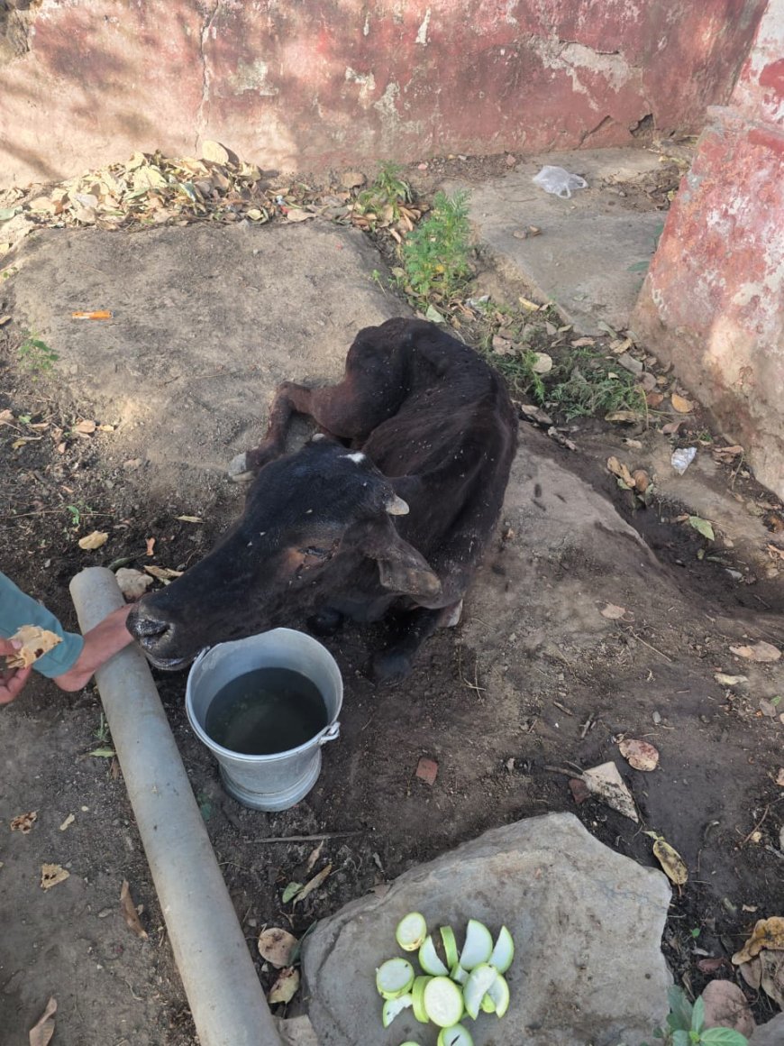 सूचना के बाद पालिका कर्मियों के नहीं पहुंचने पर समाज सेवी ने भूखे प्यासे घायल गौवंश को पहुंचाया गौशाला