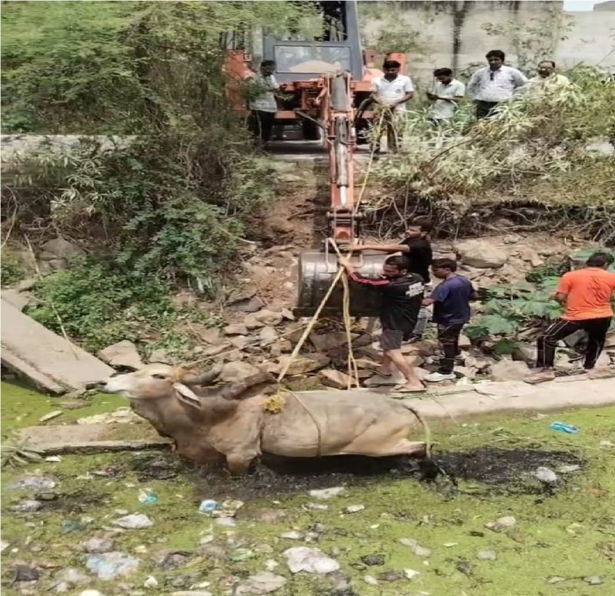 बोरखेड़ा की क्षतिग्रस्त नहर में गिरे नंदी महाराज को नगर निगम की फायर बिग्रेड टीम ने निकाला