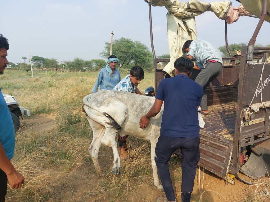 अज्ञात वाहन की टक्कर से गोवंश घायल