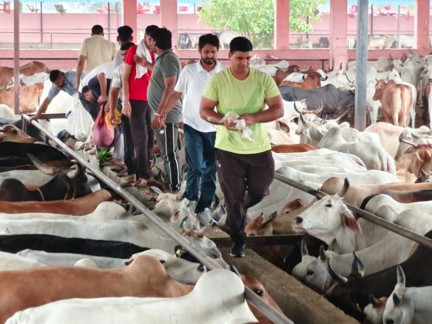 गौ सेवार्थ तीन गौशालाओं में एक पिकअप सब्जी वितरण की