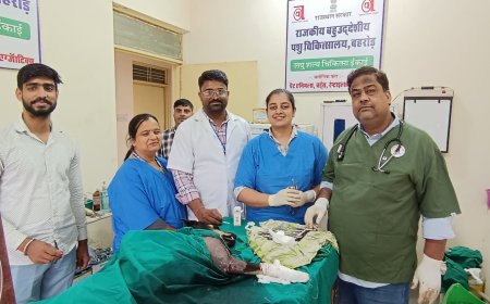 पशु चिकित्सालय बहरोड़ संपन्न हुई पहली डॉग्स में सफल ऑर्थाेथोपेडिक सर्जरी