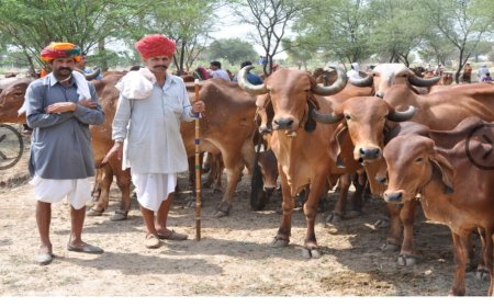 सरकार की मंगल बीमा योजना के लिए पशुओं की टैगिंग जरूरी