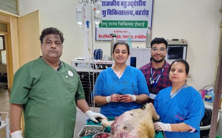 बहु उद्देशीय पशु चिकित्सालय बहरोड़ में ऑपरेशन कर स्तन कैंसर की 700 ग्राम की गांठ निकाली