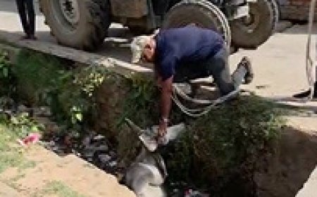 गंदगी कीचड़ से भरे नाले में से नंदी को निकाल कर किया पुण्य कार्य