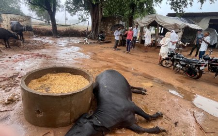 करंट की चपेट में आने से भैंस की मौत