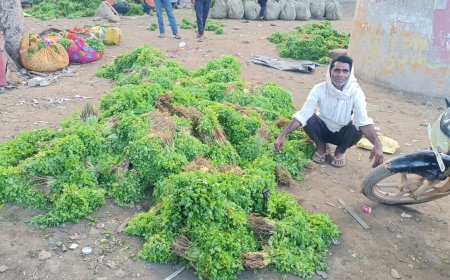 कृषि विभाग की लापरवाही : गुढ़ा मंडी में हरा धनिया दो रुपए किलो, किसान मायुस - मीणा