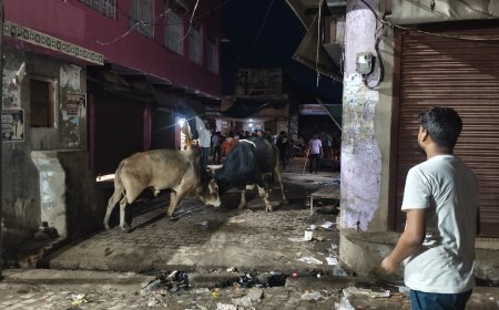 लक्ष्मणगढ़ मे भरे बाजार में भिड़ गए आवारा सांड, विडियो वायरल