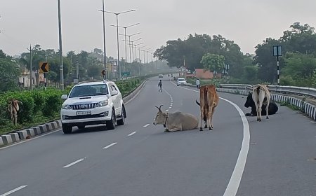 हाईवे पर जानवरों का जमावड़ा दुर्घटना होने से जानमाल को नुकसान