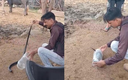 गुरला घर में निकला कोबरा सांप, दहशत में आया परिवार: कोबरा को पकड़ कर सुरक्षित जंगल में छोड़ा