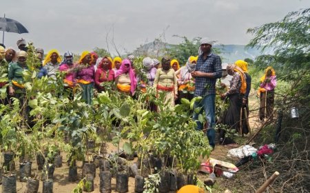 हरियालो राजस्थान" अभियान: श्रमिकों के सहयोग से 250 पेड़-पौधे लगाए