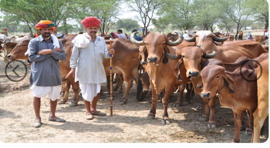 सरकार की मंगल बीमा योजना के लिए पशुओं की टैगिंग जरूरी