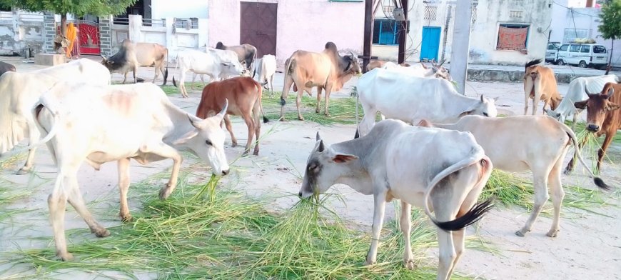 महेंद्रगढ़ में निर्जला एकादशी के अवसर पर जीव दया ग्रुप कि अनुठी पहल