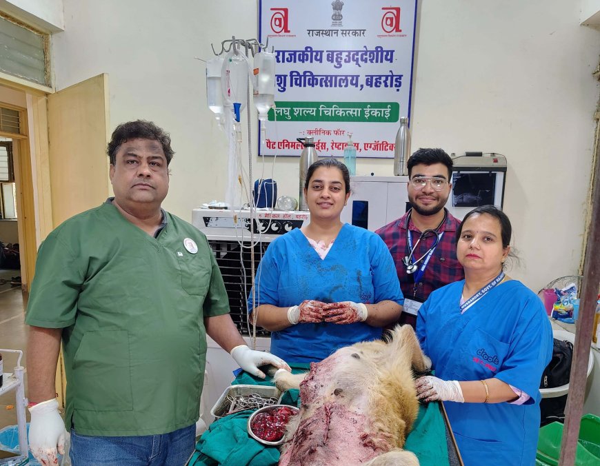 बहु उद्देशीय पशु चिकित्सालय बहरोड़ में ऑपरेशन कर स्तन कैंसर की 700 ग्राम की गांठ निकाली