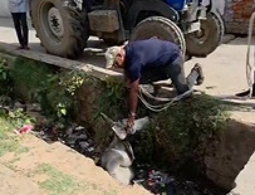 गंदगी कीचड़ से भरे नाले में से नंदी को निकाल कर किया पुण्य कार्य