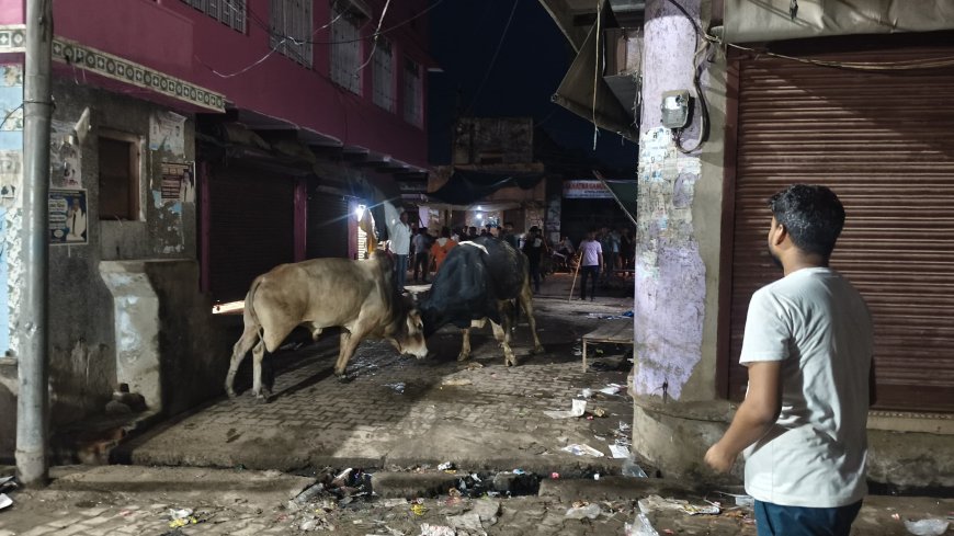 लक्ष्मणगढ़ मे भरे बाजार में भिड़ गए आवारा सांड, विडियो वायरल