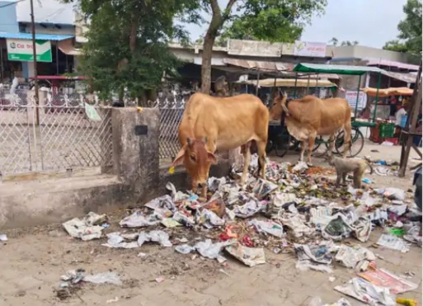 गोविंदगढ़ में कचरे के ढेर में पॉलीथिन खाते मवेशी: प्रतिबंध के बावजूद सड़कों पर बिखरी प्लास्टिक, आवारा पशुओं की सेहत को खतरा