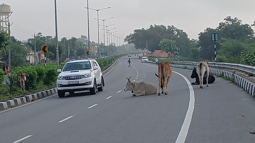 हाईवे पर जानवरों का जमावड़ा दुर्घटना होने से जानमाल को नुकसान