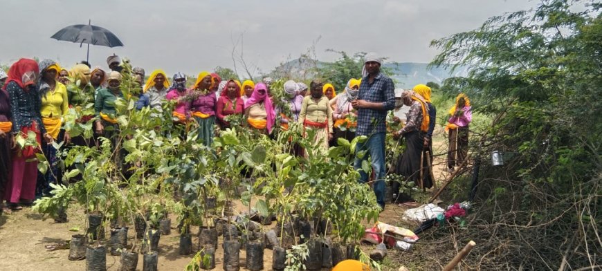 हरियालो राजस्थान" अभियान: श्रमिकों के सहयोग से 250 पेड़-पौधे लगाए