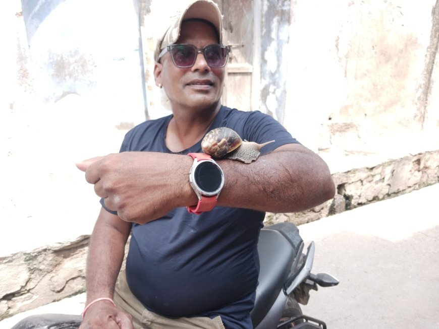 एक मैरिज होम के गार्डन में मिला समुद्र एवं आसपास में रहने वाला स्नेल