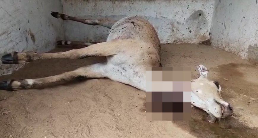 जंगल में नीलगाय की गोली मारकर हत्या,अलवर जिले में शिकारी सक्रिय