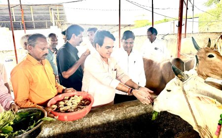 भाजपा कार्यकर्ताओं ने विधायक राजेंद्र मीणा के नेतृत्व में भाजपा प्रदेश अध्यक्ष मदन राठौड़ का गौशाला में गायों को गुड़, हरा चारा,खिलाकर जन्मदिन मनाया