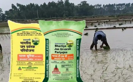 किसान डीएपी खाद की जगह करें टीएसपी खाद का छिड़काव, फसलों को मिलेगा ज्यादा लाभ