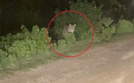 एक पखवाड़े से आबादी में पैंथर की आवाजाही, ग्रामीणों में दहशत