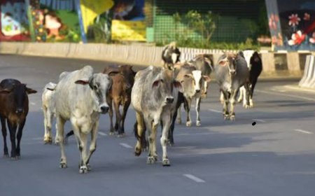 गो सांसद केदार नाथ शर्मा ने की एक सौ गो सरपंचों की नियुक्ति