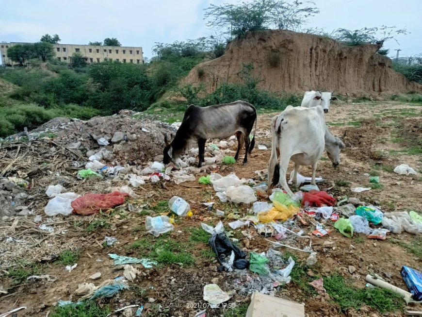 वन्य जीवों को जहरीले पानी से बचाना जरूरी - राम भरोस मीणा