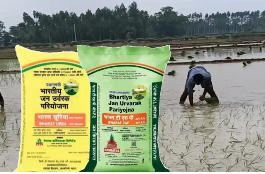 किसान डीएपी खाद की जगह करें टीएसपी खाद का छिड़काव, फसलों को मिलेगा ज्यादा लाभ