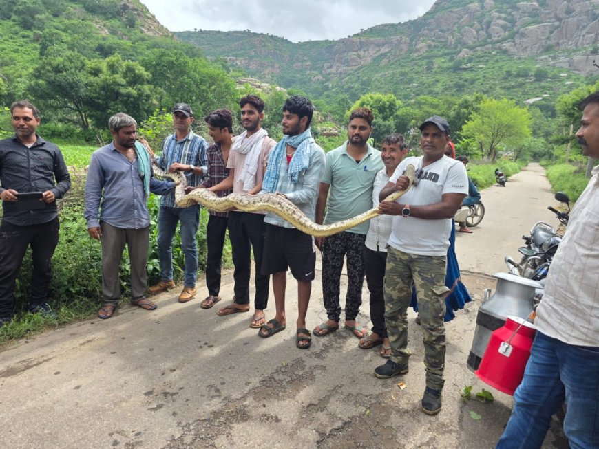खेत से पकड़ा अजगर लवकुश वाटिका के जंगल में छोड़ा