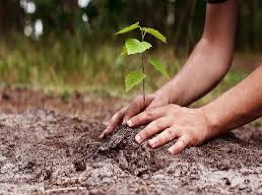 भाजपा रविवार को उदयपुरवाटी में करेगी पौधारोपण: वन एवं पर्यावरण अभियान के अंतर्गत लगाए जाएंगे पेड