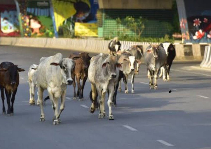 गो सांसद केदार नाथ शर्मा ने की एक सौ गो सरपंचों की नियुक्ति