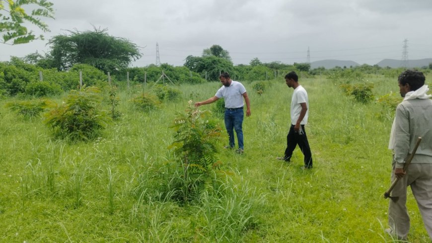 हरियाली की ओर जहाजपुर : सघन वृक्षारोपण से बदलेगा शहर का मिज़ाज