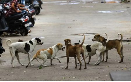आवारा कुत्तों, पशुओं, को लेकर राजस्थान हाई कोर्ट ने दिये आदेश, दर्ज हो सकती है FIR
