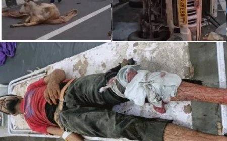 दिल्ली-मुंबई एक्सप्रेस वे पर गोवंश से भरी पिकअप पलटी: एक युवक और दो गायों की मौत, एक घायल; अलवर रेफर