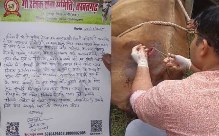 कुल्हाड़ी से चार गायों को  किया घायल, गायों का करवाया उपचार, कार्रवाई की मांग