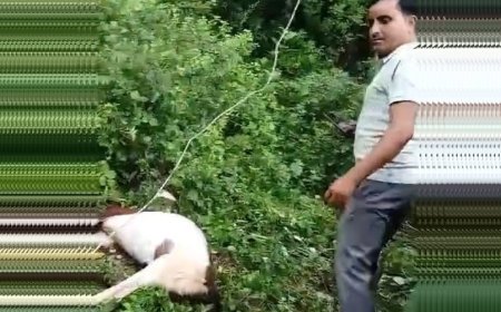 ग्यारह हजार बिजली का तार टूट कर गिरने से बकरी की मौत