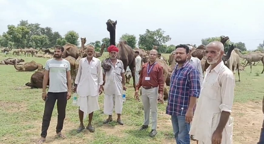 शिविर में 371 ऊंटों का सर्रा रोग नियंत्रण के लिए किया टीकाकरण