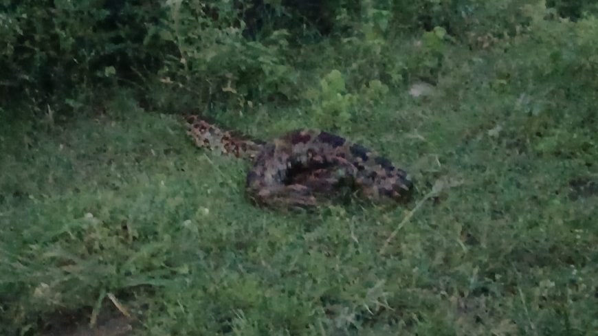 14 फीट लम्बा अजगर ने किया बकरी का शिकार, वन विभाग की टीम ने रेस्क्यू कर  अजगर को जंगल में छोड़ा