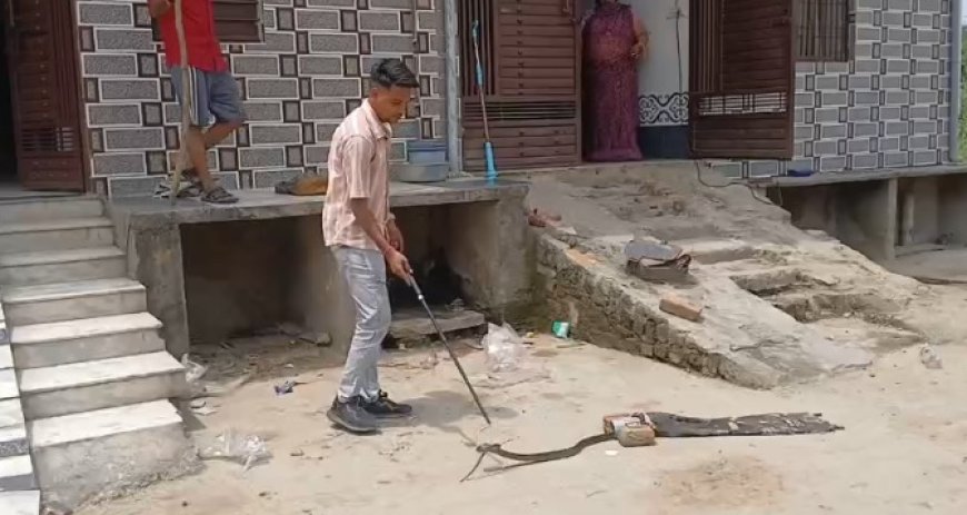 गुरला शिव नगर में कोबरा सांप का रेशक्यु जंगल में छोड़ा
