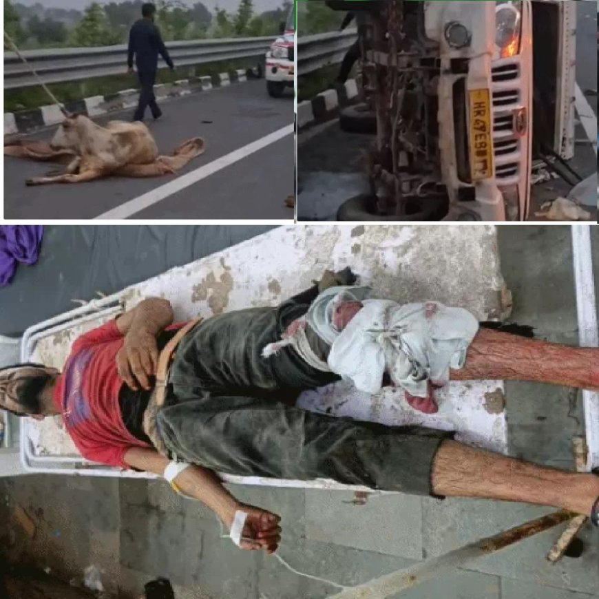 दिल्ली-मुंबई एक्सप्रेस वे पर गोवंश से भरी पिकअप पलटी: एक युवक और दो गायों की मौत, एक घायल; अलवर रेफर