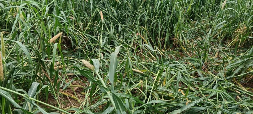 नहीं थमा सुअरों का आतंक, आए दिन बाजरे की पक्की हुई फसल का कर रहे हैं नुकसान