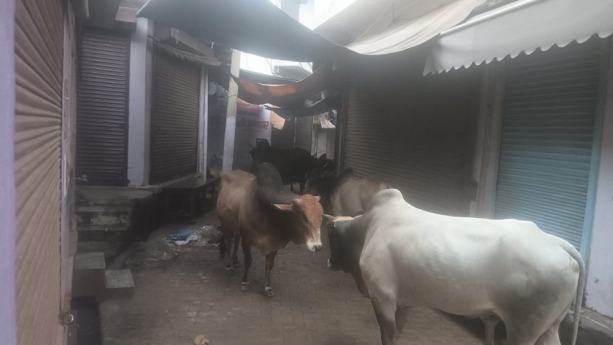 लक्ष्मणगढ़ में आवारा सांडों का आतंक, लोग परेशान